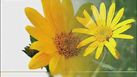 Арника, ARNICA MONTANA L.